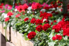 Red Geraniums in Bloom