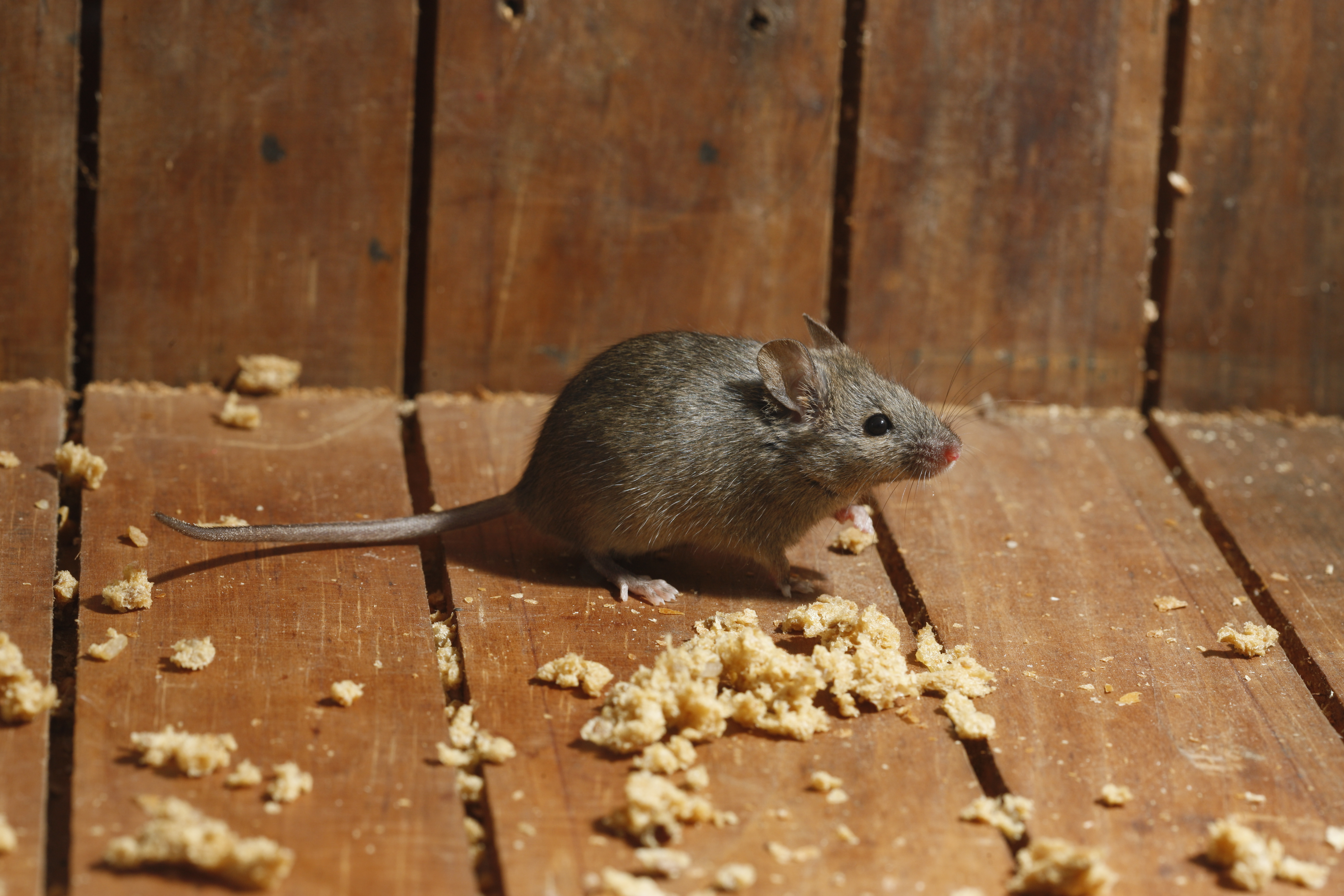 Mouse eating insulation